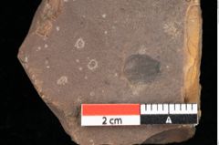 Foto (Detailansicht) von Pinus ciliata Ettingshausen (NHMW-GEO-2024-0188-0325)